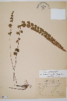 圓葉陵齒蕨藏品圖，第1張