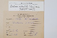 圓葉陵齒蕨藏品圖，第2張