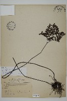 扇葉鐵線蕨藏品圖，第1張