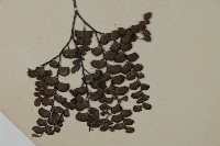 扇葉鐵線蕨藏品圖，第3張