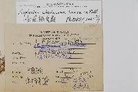 薄葉孔雀鐵角蕨、邊孢鐵角蕨藏品圖，第2張