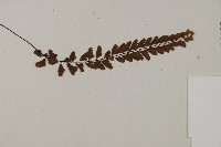 愛氏鐵線蕨藏品圖，第3張