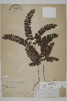 扇葉鐵線蕨藏品圖，第1張