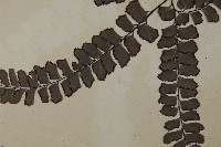 扇葉鐵線蕨藏品圖，第4張