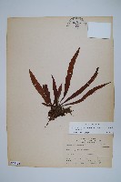 擬瓦葦藏品圖，第1張