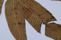 細柄雙蓋蕨藏品圖，第3張