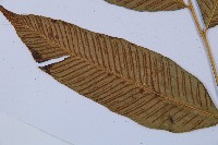 細柄雙蓋蕨藏品圖，第5張