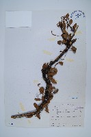 抱樹蕨、伏石蕨藏品圖，第1張