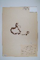 抱樹蕨、伏石蕨藏品圖，第1張