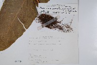 龍骨星蕨藏品圖，第2張