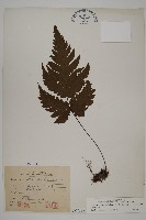 陰地三叉蕨藏品圖，第1張