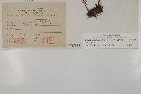 陰地三叉蕨藏品圖，第2張