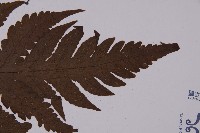 陰地三叉蕨藏品圖，第3張