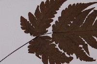 陰地三叉蕨藏品圖，第4張