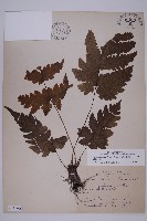 陰地三叉蕨藏品圖，第1張