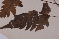 陰地三叉蕨藏品圖，第4張