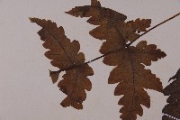 陰地三叉蕨藏品圖，第5張