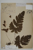 陰地三叉蕨藏品圖，第1張