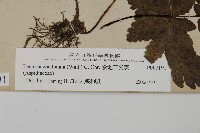 陰地三叉蕨藏品圖，第2張