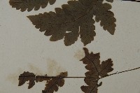 陰地三叉蕨藏品圖，第5張