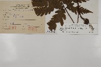 陰地三叉蕨藏品圖，第2張