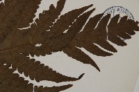 陰地三叉蕨藏品圖，第3張