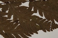 陰地三叉蕨藏品圖，第4張