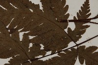 陰地三叉蕨藏品圖，第5張