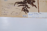 臺灣鱗毛蕨藏品圖，第2張