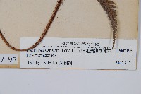 細葉複葉耳蕨藏品圖，第3張