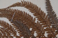 細葉複葉耳蕨藏品圖，第4張