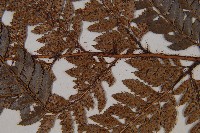 細葉複葉耳蕨藏品圖，第5張