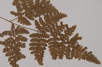 腫足蕨藏品圖，第3張