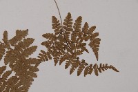 腫足蕨藏品圖，第4張