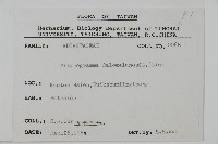 粉葉蕨藏品圖，第2張