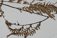 粉葉蕨藏品圖，第3張