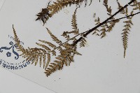 粉葉蕨藏品圖，第4張