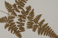 腫足蕨藏品圖，第3張