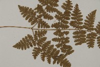 腫足蕨藏品圖，第4張