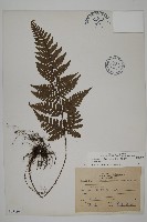 愛德氏肋毛蕨藏品圖，第1張