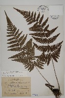 愛德氏肋毛蕨藏品圖，第1張