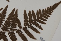 愛德氏肋毛蕨藏品圖，第3張