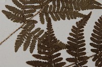 愛德氏肋毛蕨藏品圖，第4張