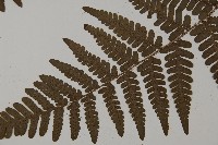 愛德氏肋毛蕨藏品圖，第5張