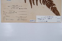 南海鱗毛蕨藏品圖，第2張