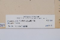 南海鱗毛蕨藏品圖，第2張