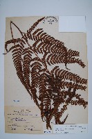 南海鱗毛蕨藏品圖，第1張