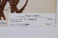 南海鱗毛蕨藏品圖，第2張