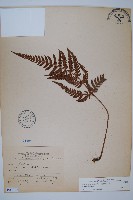 南海鱗毛蕨藏品圖，第1張