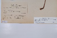 南海鱗毛蕨藏品圖，第2張